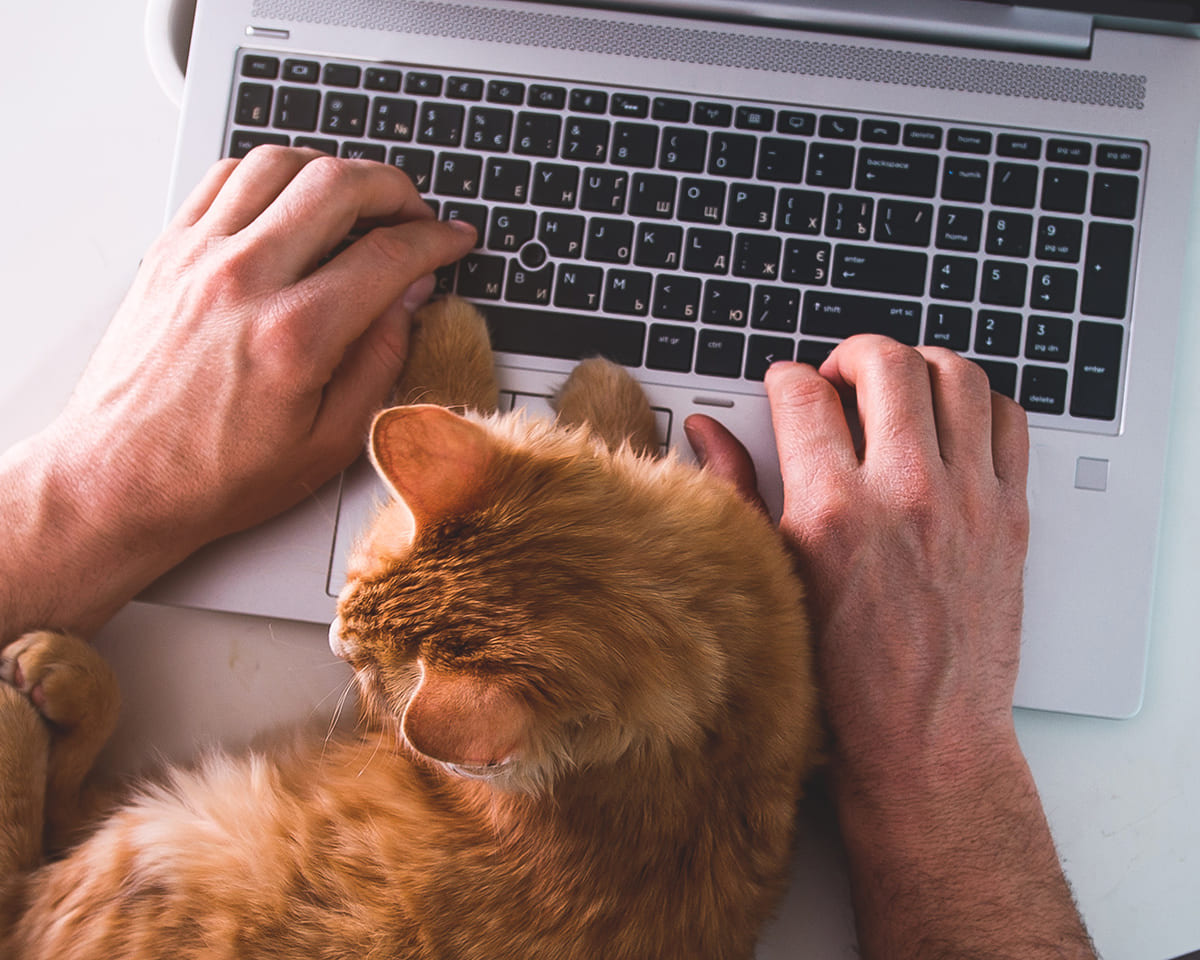 Orange cat laying on a laptop